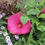 Dom wakacyjny Palmier Soleil 410 Gruissan