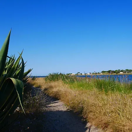 Palmier Soleil 410 Gruissan